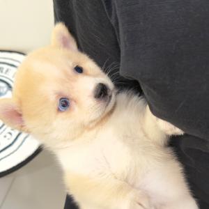 희귀한 오드아이 레몬폼스키 분양합니다