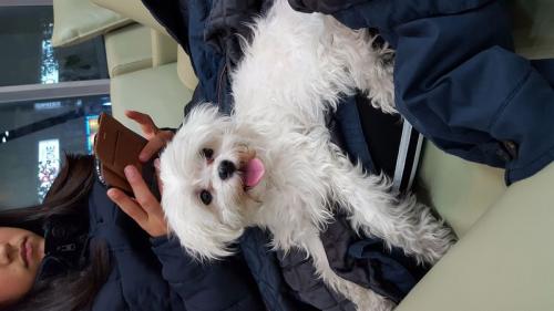 말티즈 주인을 찾습니다