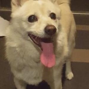 1월 25일, 간석역~동암역 사이 흰색 믹스견을 찾습니다.