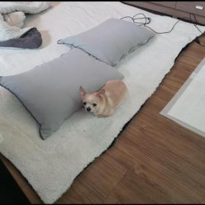 포항오천읍에서 잃어버렸어요..?가족을찾아주세요ㅠ 겁이많아요. 너무순둥하구요