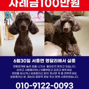 초코푸들미미강아지찾아요