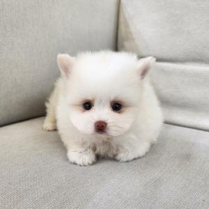 화이트포메라니안분양 2개월령에 토시토실 홍코까지