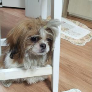 화곡동 시츄남아 보호중