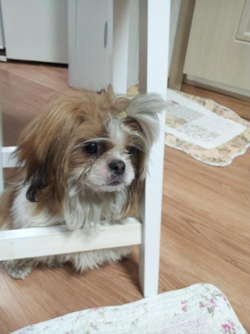 화곡동 시츄남아 보호중