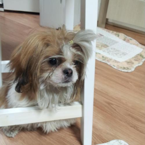 화곡동 시츄남아 보호중