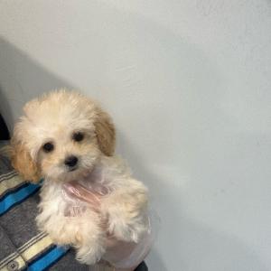 <5만원> 크림푸들 왕자님 분양합니다