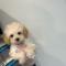 <5만원> 크림푸들 왕자님 분양합니다