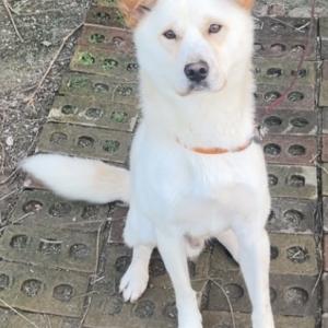 강아지를 찾습니다.