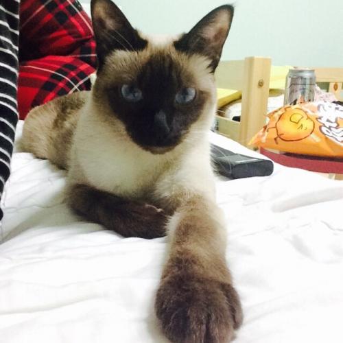 서울 은평구 불광동 고양이 찾습니다