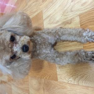 콩이를찾습니다