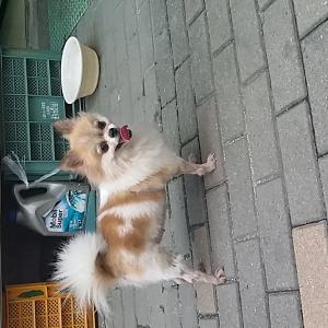 갈색흰색에 포메라이안 여아 주인을 찾습니다~~!! ㅜㅜ