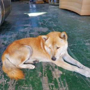 반려견 둥이를찾고있습니다