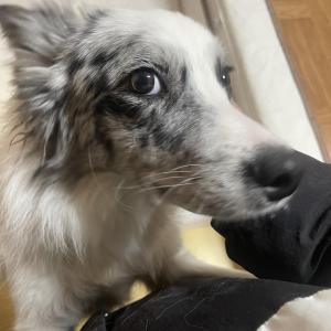 21년6월생 보더콜리 남아찾아요