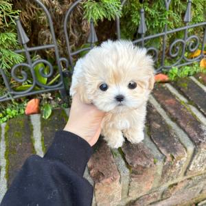 크림말티푸 말도 안되는 분양가 5만원 입니다