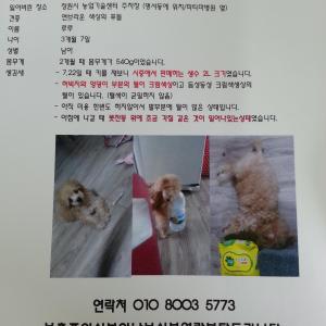 3개월된루루를찾습니다