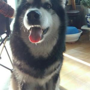 성북구 장위동 말라뮤트 찾습니다