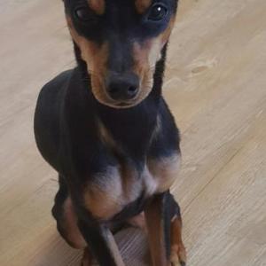 전북 전주 삼천동에서 강아지를 찾습니다 미니핀입니다