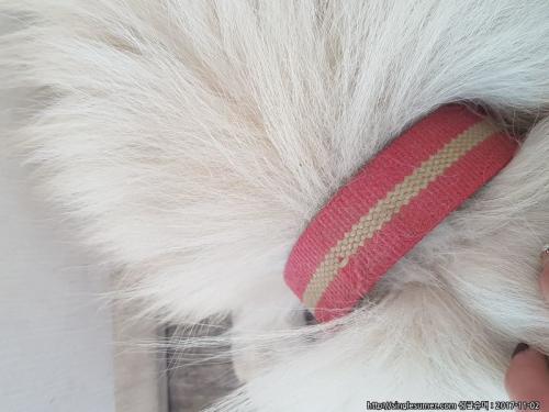 아이보리? 화이트 색 스피츠같은 강아지 보호중입니다.