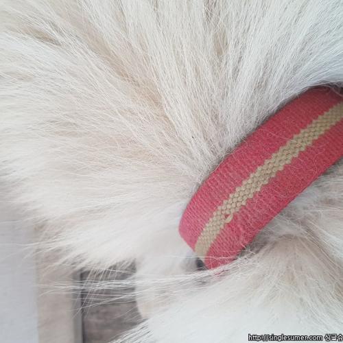 아이보리? 화이트 색 스피츠같은 강아지 보호중입니다.