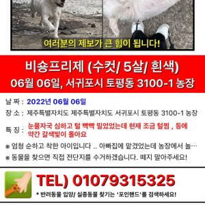 강아지를 찾습니다 (털민 비숑(10kg):비숑프리제/수컷/제주도) 서귀포시 토평동3100-1 농장부근에서 실종