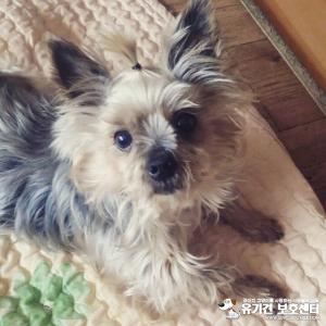 부산 북구에서 잃어버린 요크셔테리어