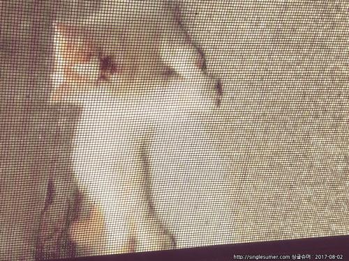 경기 의정부 가능3동에서 고양이 유기됬어요