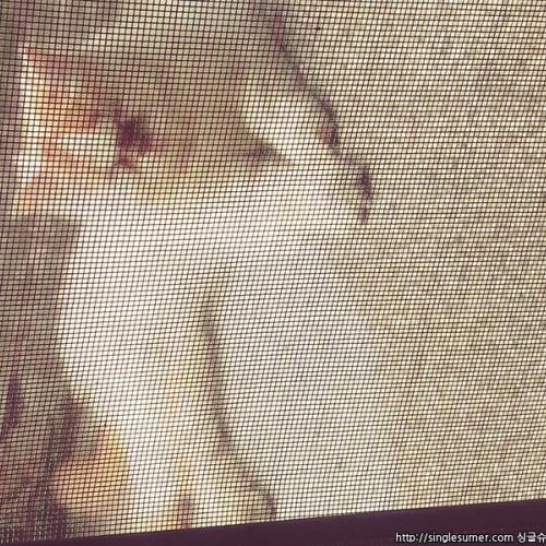 경기 의정부 가능3동에서 고양이 유기됬어요