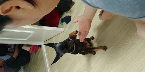 착하고영리한강아지보호중입니다