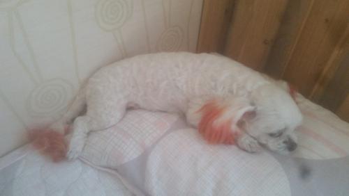 귀와 꼬리 염색한 말티즈 보호중입니다