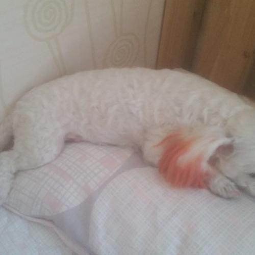 귀와 꼬리 염색한 말티즈 보호중입니다