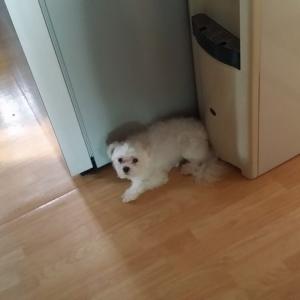 경기도 시흥시 정왕동에서 말티즈(수컷)를 찾습니다.