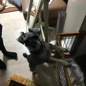 경기도 의정부시 가능동 쪽에서 잃어버렸어요ㅠㅠ