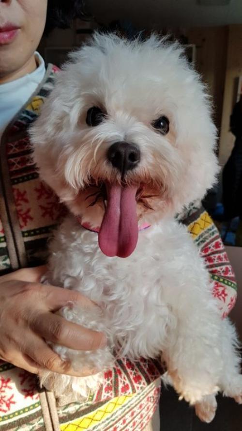 비숑보호하고있어요