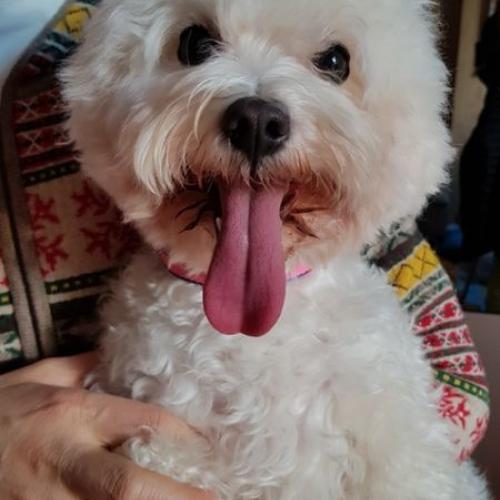 비숑보호하고있어요