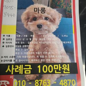 강아지를 잃어버렸습니다 추위에 떨고있을 겁이 많은 마롱이를 찾아주세요