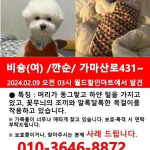 서울 영등포/신풍/신길/신도림 비숑(여) 찾습니다...