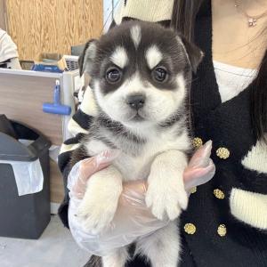강인함 속 애교 넘치는 허스키분양 보내요