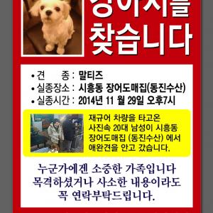 말티즈 4살 토토를 찾습니다