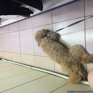 아이보리 푸들 찾아요