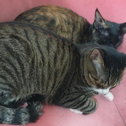 길냥이 출신 남매 같이 입양 가능하신 분 찾습니다..(1살 3개월령)