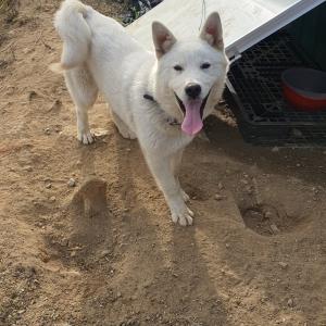 8개월 흰색 진도믹스견 뽀삐를 찾습니다.