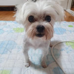 강아지 호두를 찿아여