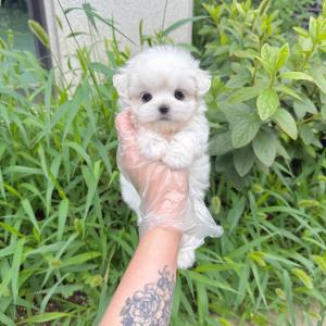 [ 35만원 ] 말티즈 왕자님 가족을 기다려요