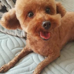 수정구보건소 인근에서 잃어버렸어요