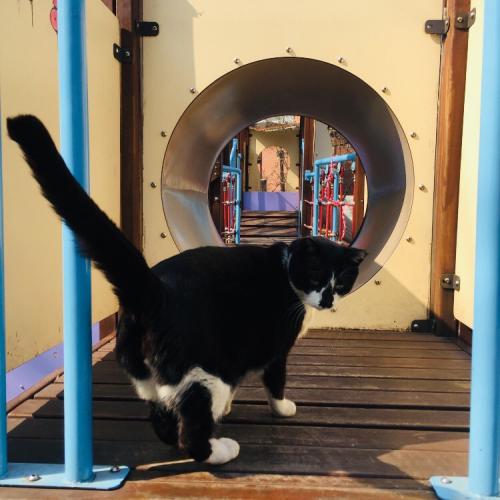 턱시도 코숏 고양이를 찾습니다