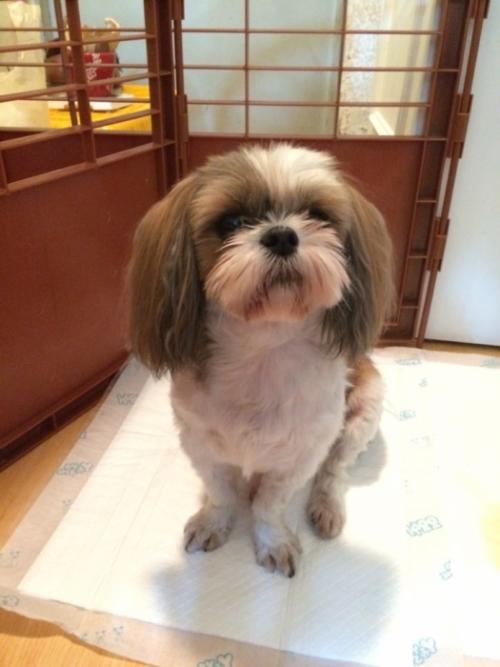 견주 찾았습니다 !!  개봉교/대원주유소/시츄/여아/10월5일 저녁 11시경/몸에작은혹들