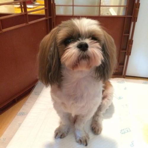 견주 찾았습니다 !!  개봉교/대원주유소/시츄/여아/10월5일 저녁 11시경/몸에작은혹들