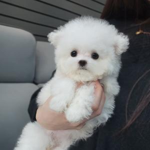 [15만원] 미니비숑분양 미니비숑 공주님 분양해요