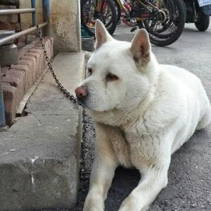 서울 영동대교 북단 한강 고수부지에서 잃어버린 하얀개(백구)를 찾습니다.