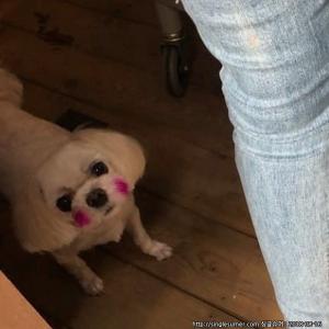 강아지찾습니다